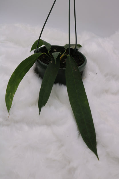 Anthurium Wendlingeri