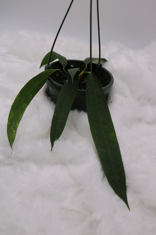 Anthurium Wendlingeri