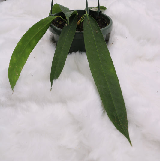 Anthurium Wendlingeri