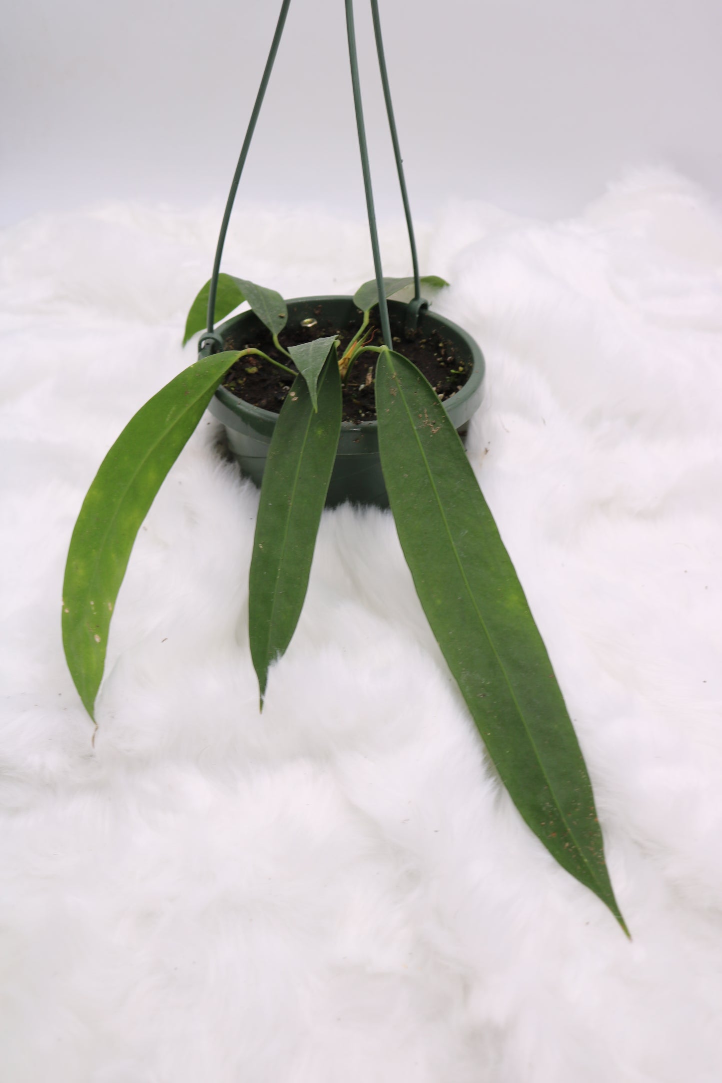 Anthurium Wendlingeri