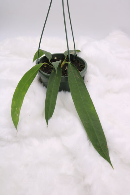 Anthurium Wendlingeri