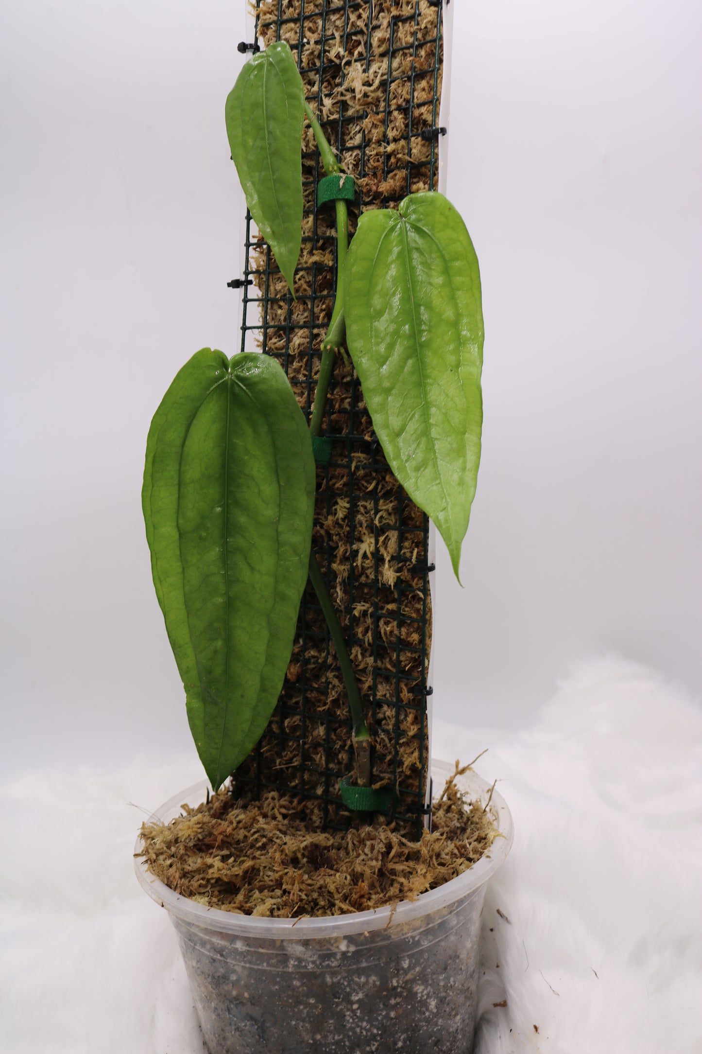 Anthurium sp. Limon