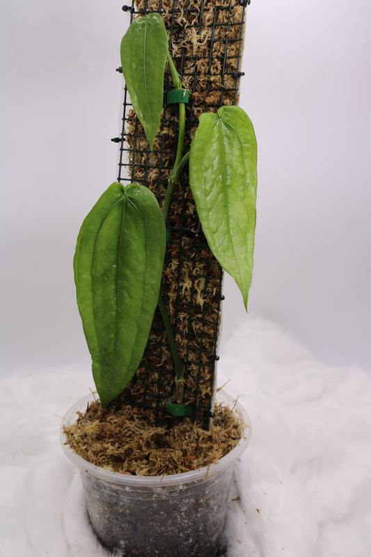 Anthurium sp. Limon