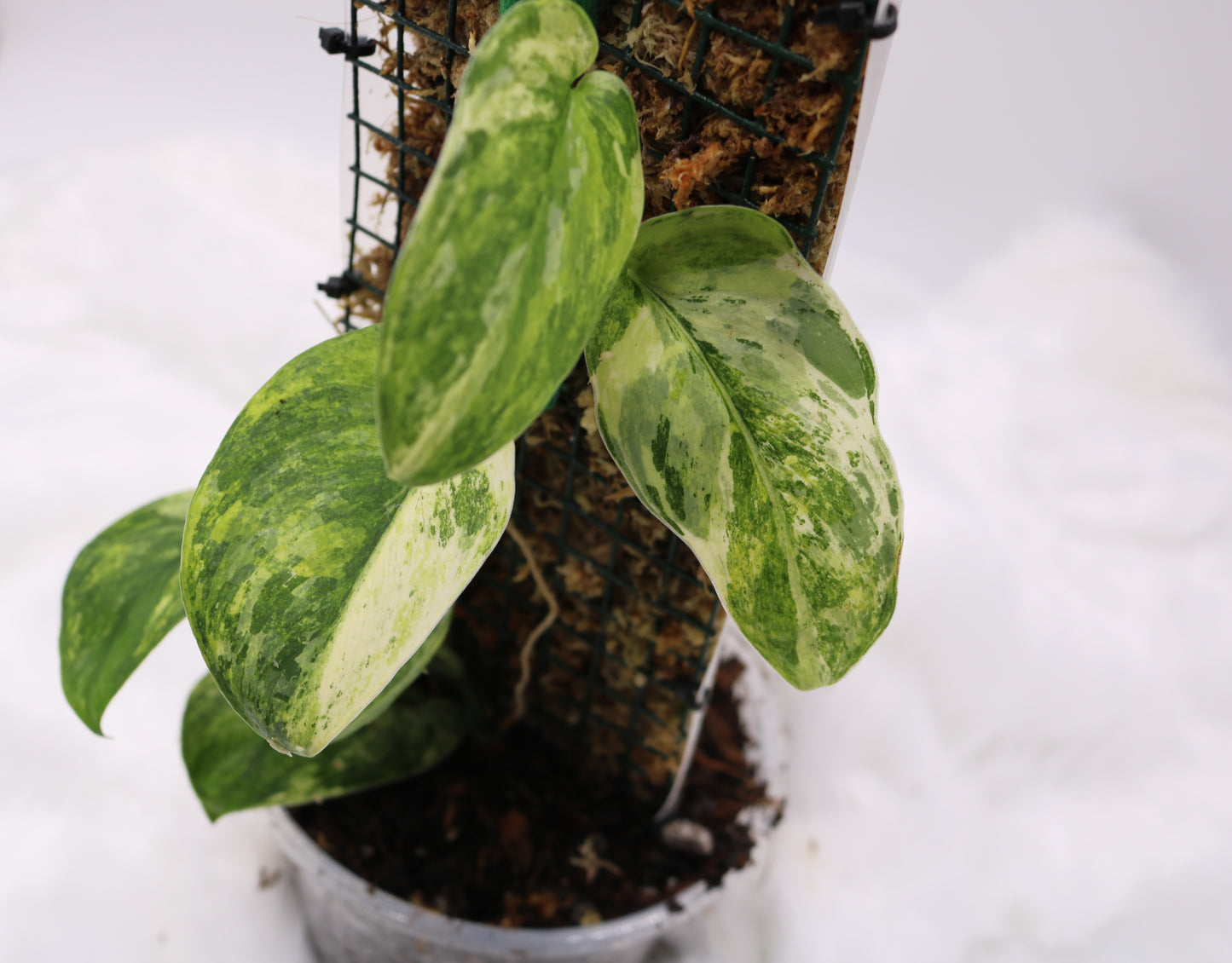 Scindapsus Ciput Variegated