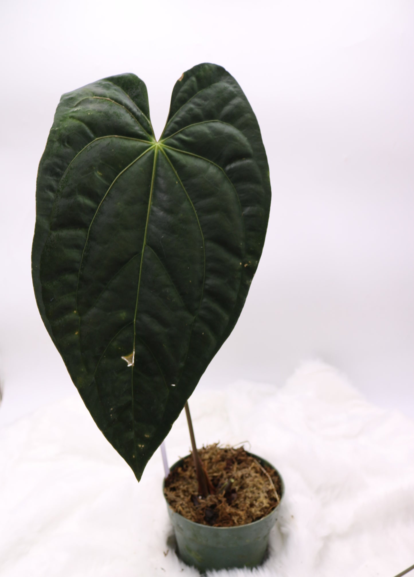 Anthurium Tezula Papilinium RA5 x Hot Chocolate Hybrid