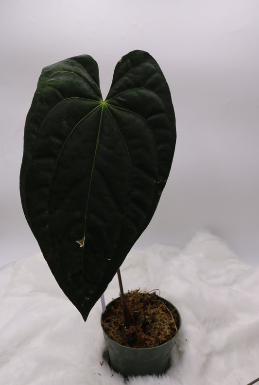 Anthurium Tezula Papilinium RA5 x Hot Chocolate Hybrid