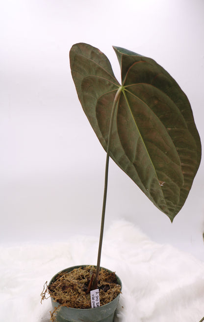 Anthurium Tezula Papilinium RA5 x Hot Chocolate Hybrid