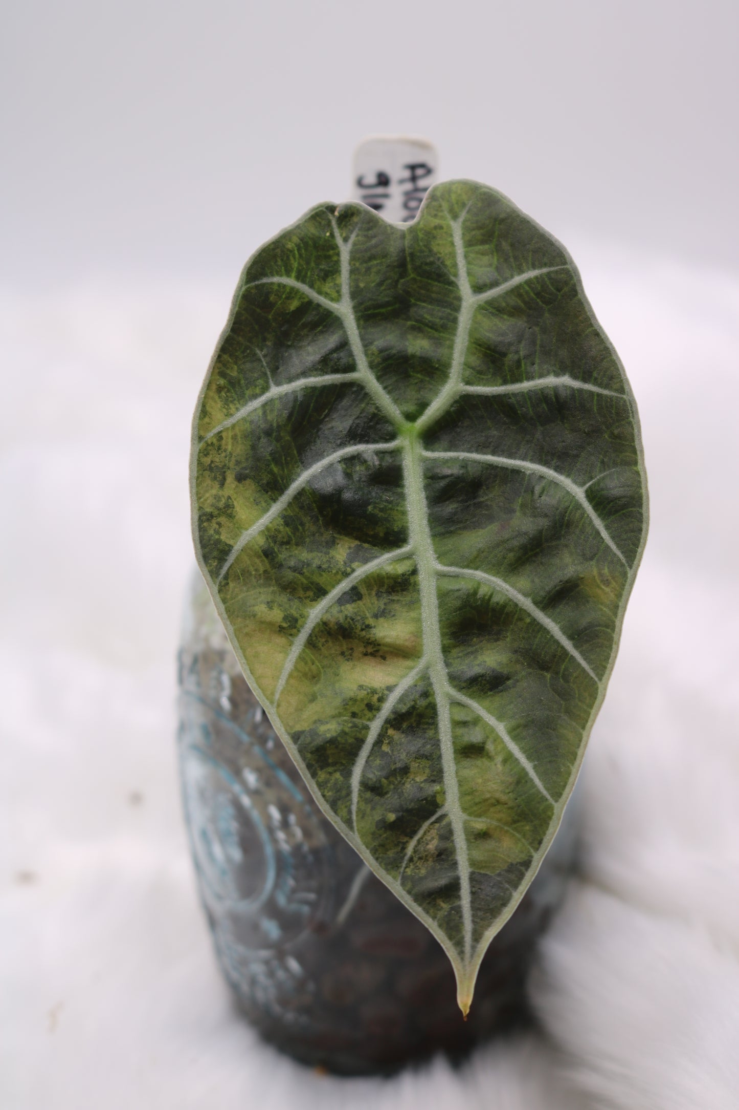 Alocasia Watsoniana Pink Albo Variegated