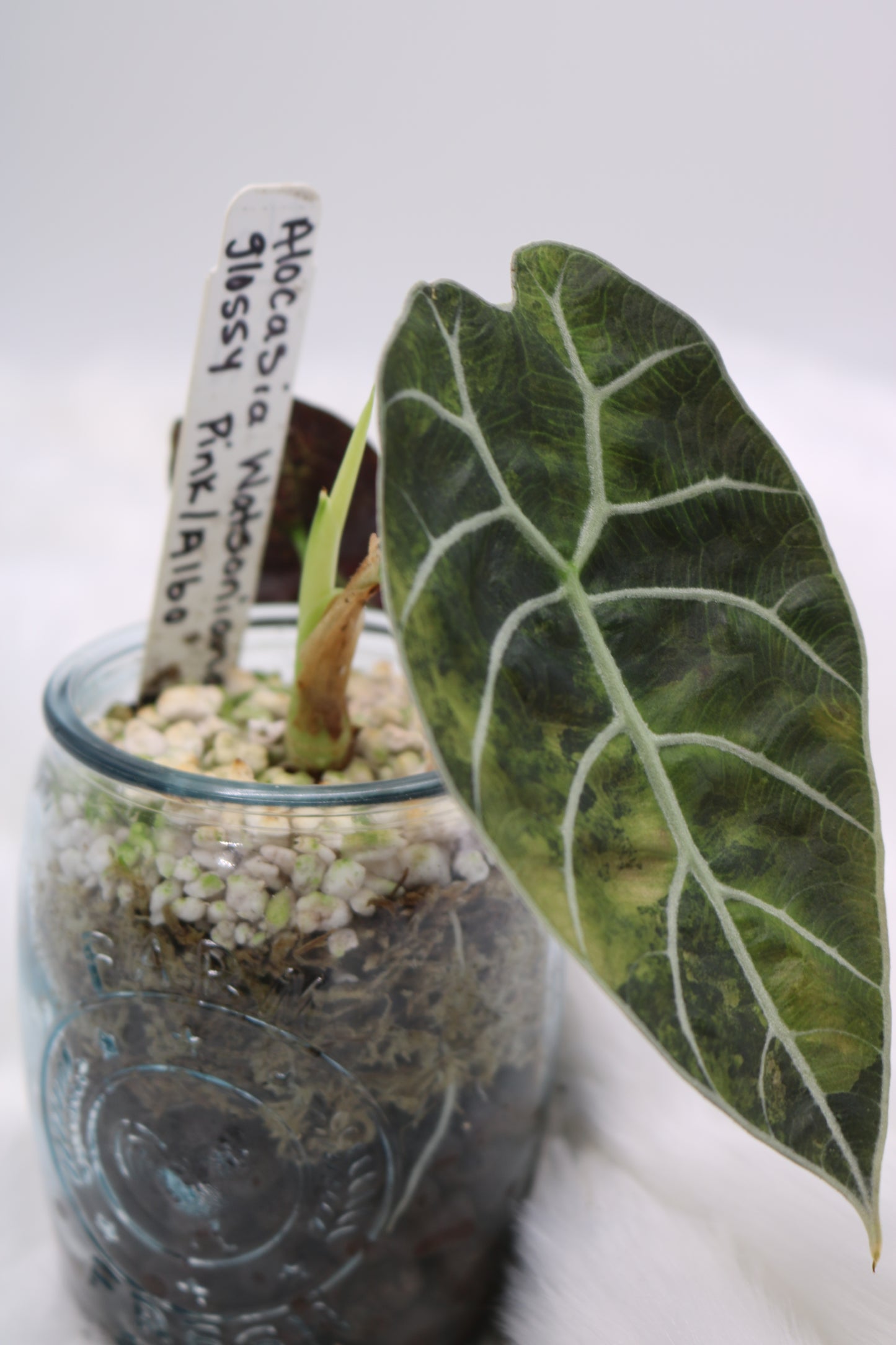 Alocasia Watsoniana Pink Albo Variegated