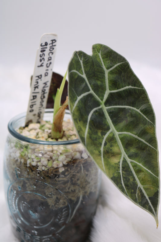 Alocasia Watsoniana Pink Albo Variegated