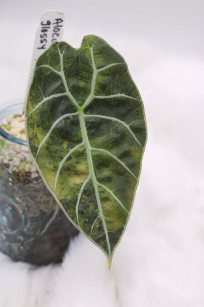 Alocasia Watsoniana Pink Albo Variegated