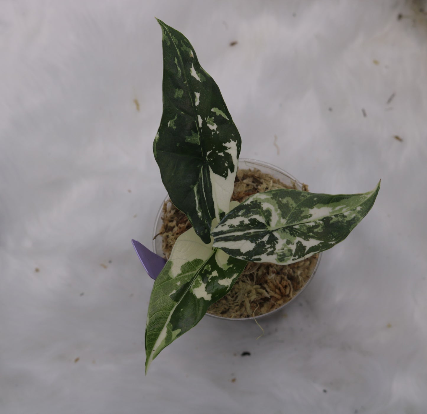 Alocasia Simpo Albo Variegated