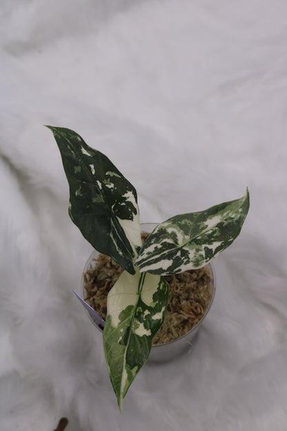 Alocasia Simpo Albo Variegated