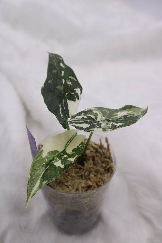 Alocasia Simpo Albo Variegated