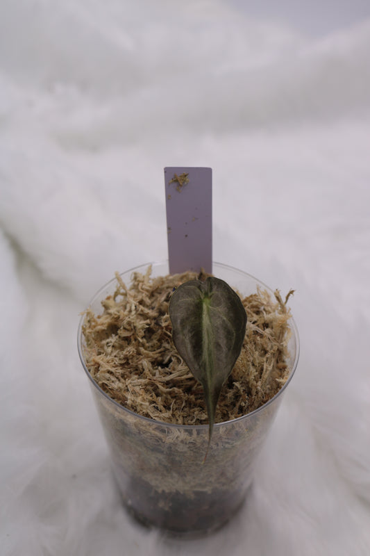 Alocasia Venom