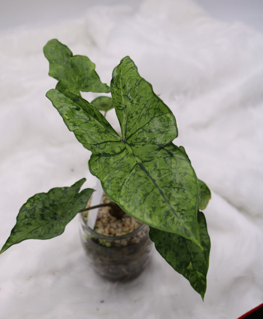 Alocasia Shattered Glass
