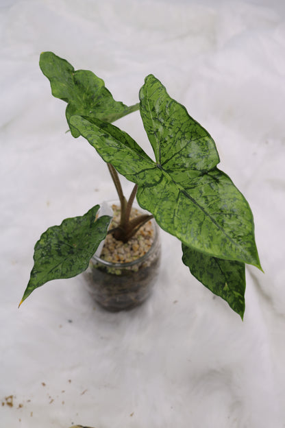 Alocasia Shattered Glass