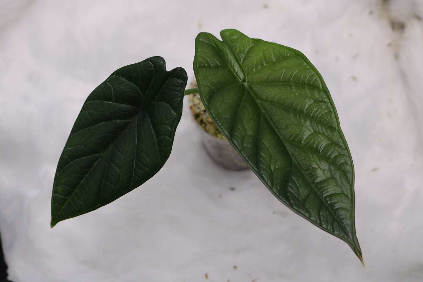 Alocasia Dragon Wings
