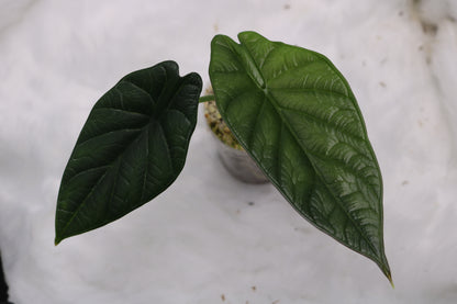 Alocasia Dragon Wings