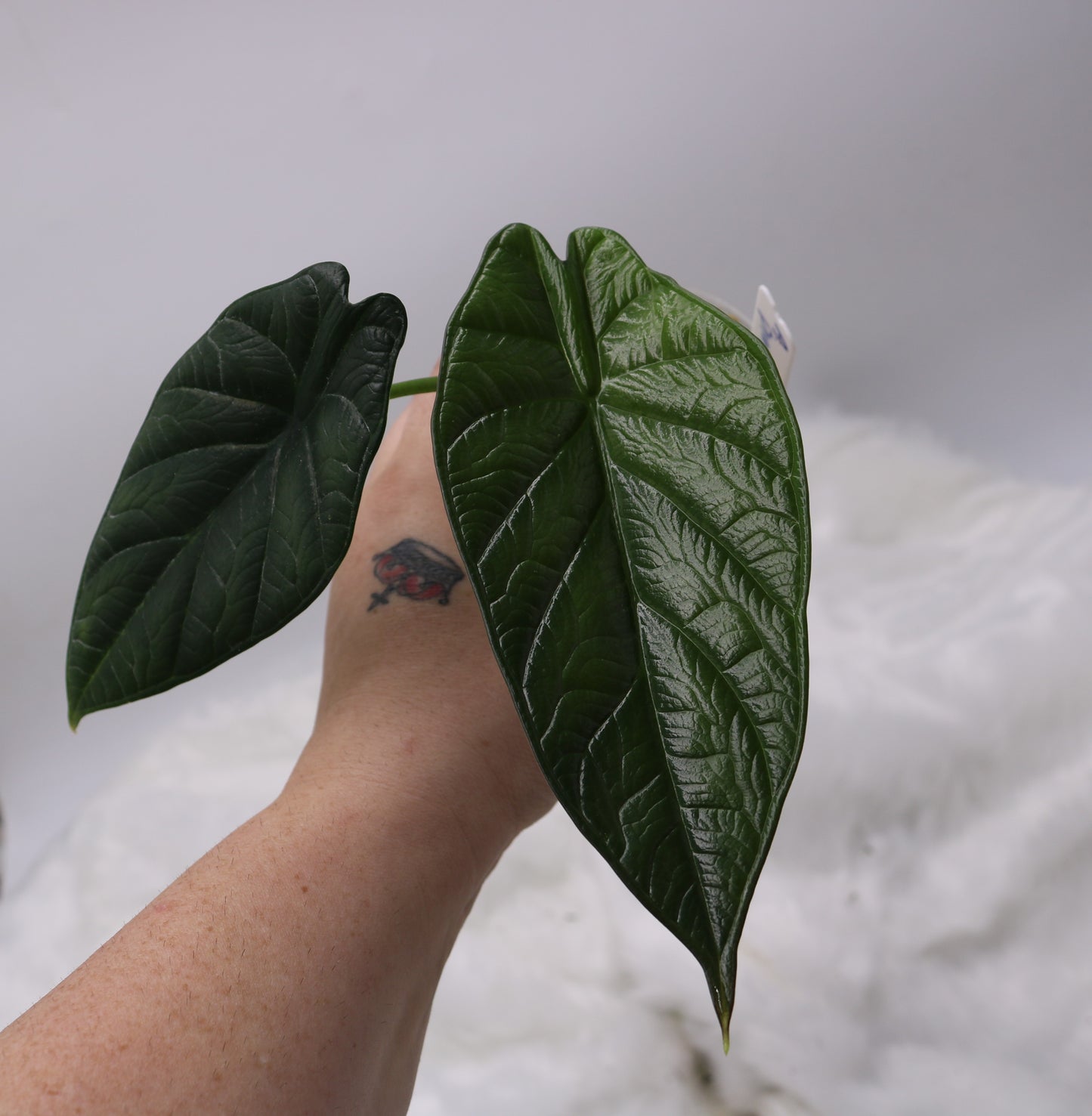 Alocasia Dragon Wings