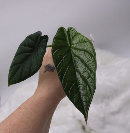 Alocasia Dragon Wings