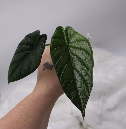 Alocasia Dragon Wings