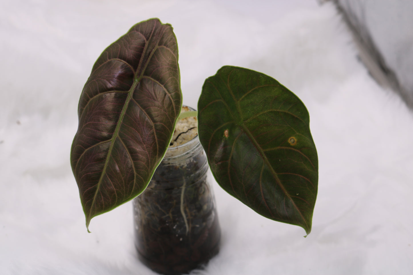 Alocasia Azlanii