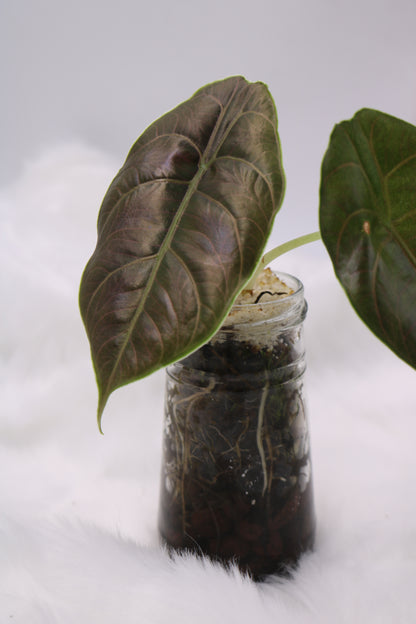 Alocasia Azlanii
