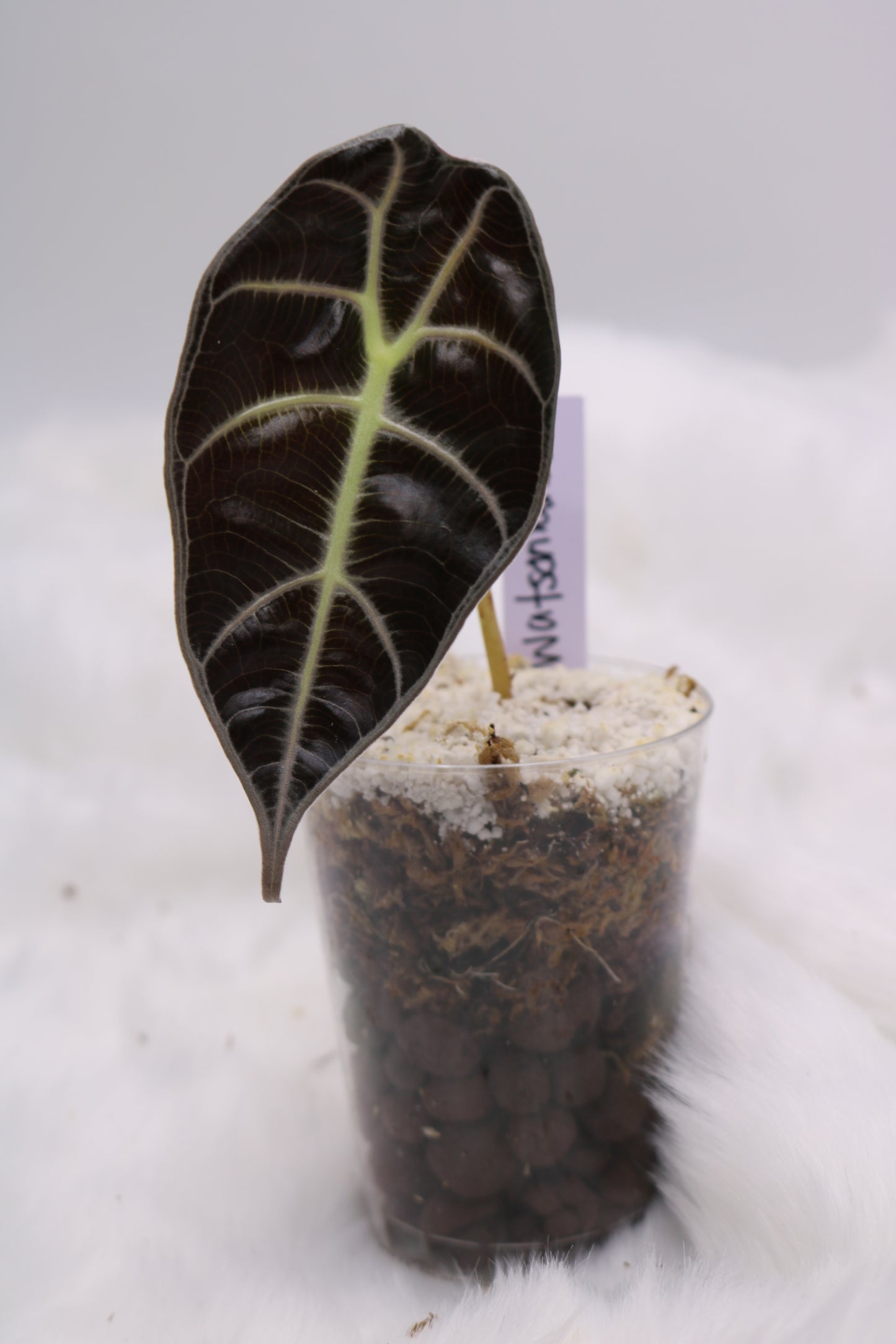 Alocasia Watsoniana White Vein