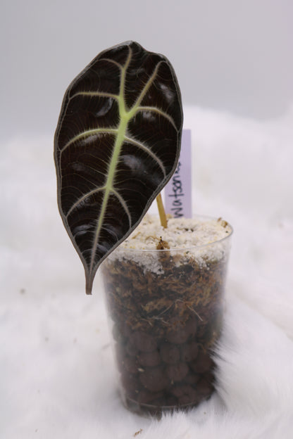 Alocasia Watsoniana White Vein