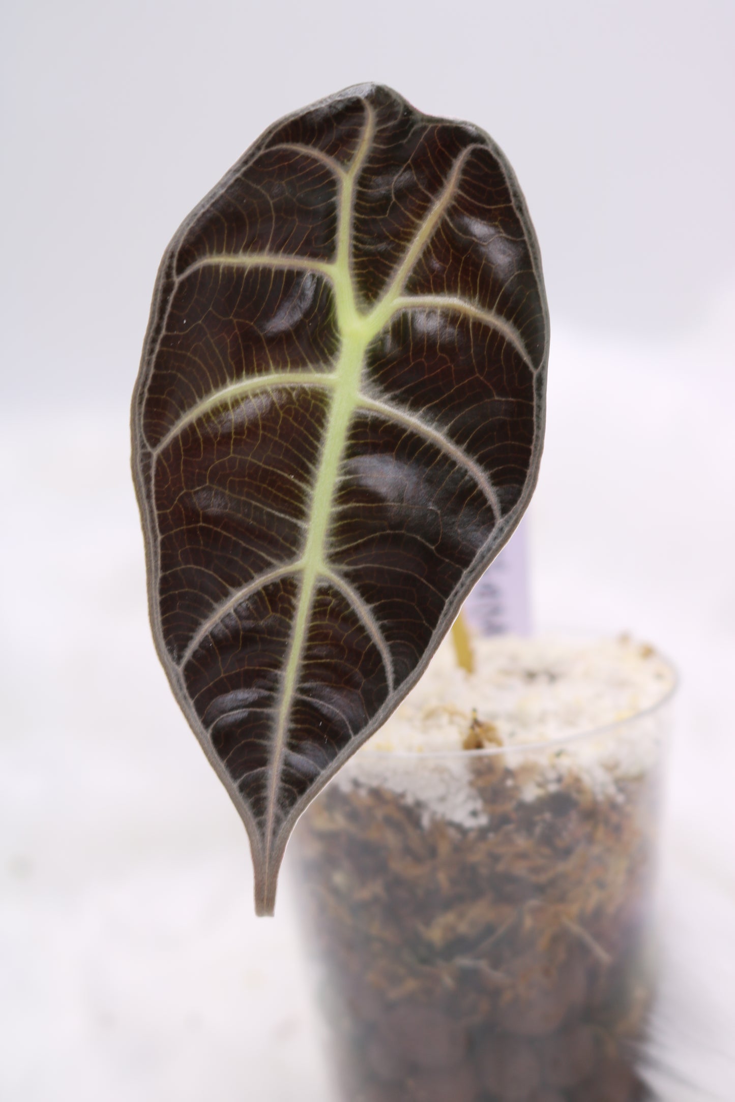 Alocasia Watsoniana White Vein