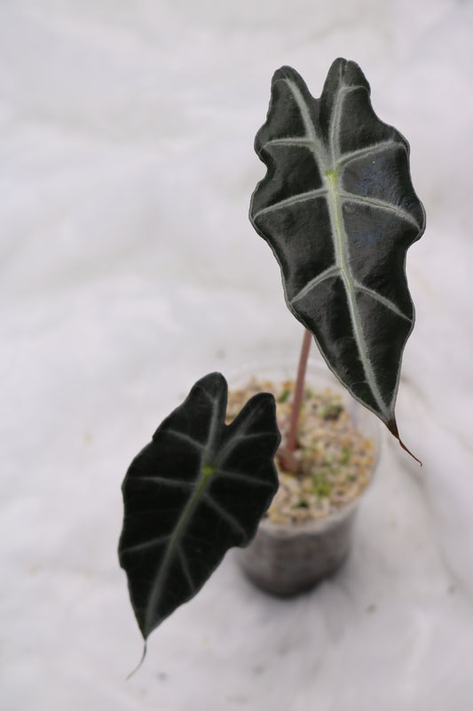 Alocasia Amazonica Purpely