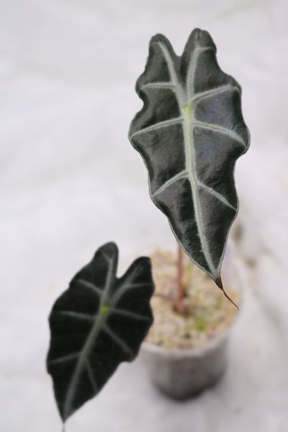 Alocasia Amazonica Purpely
