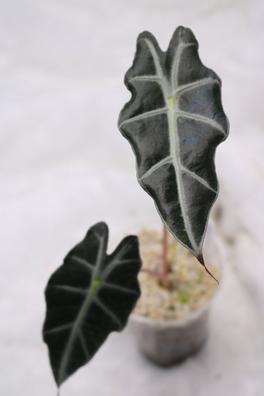 Alocasia Amazonica Purpely