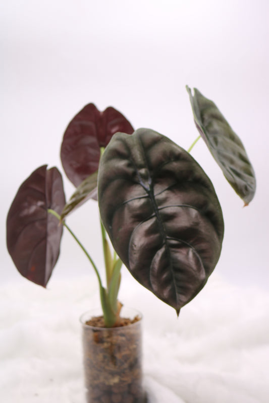 Alocasia Cuprea