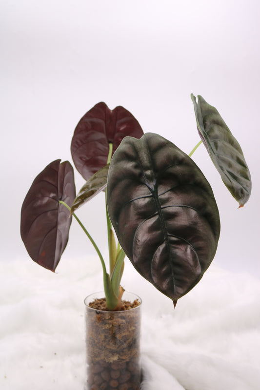 Alocasia Cuprea