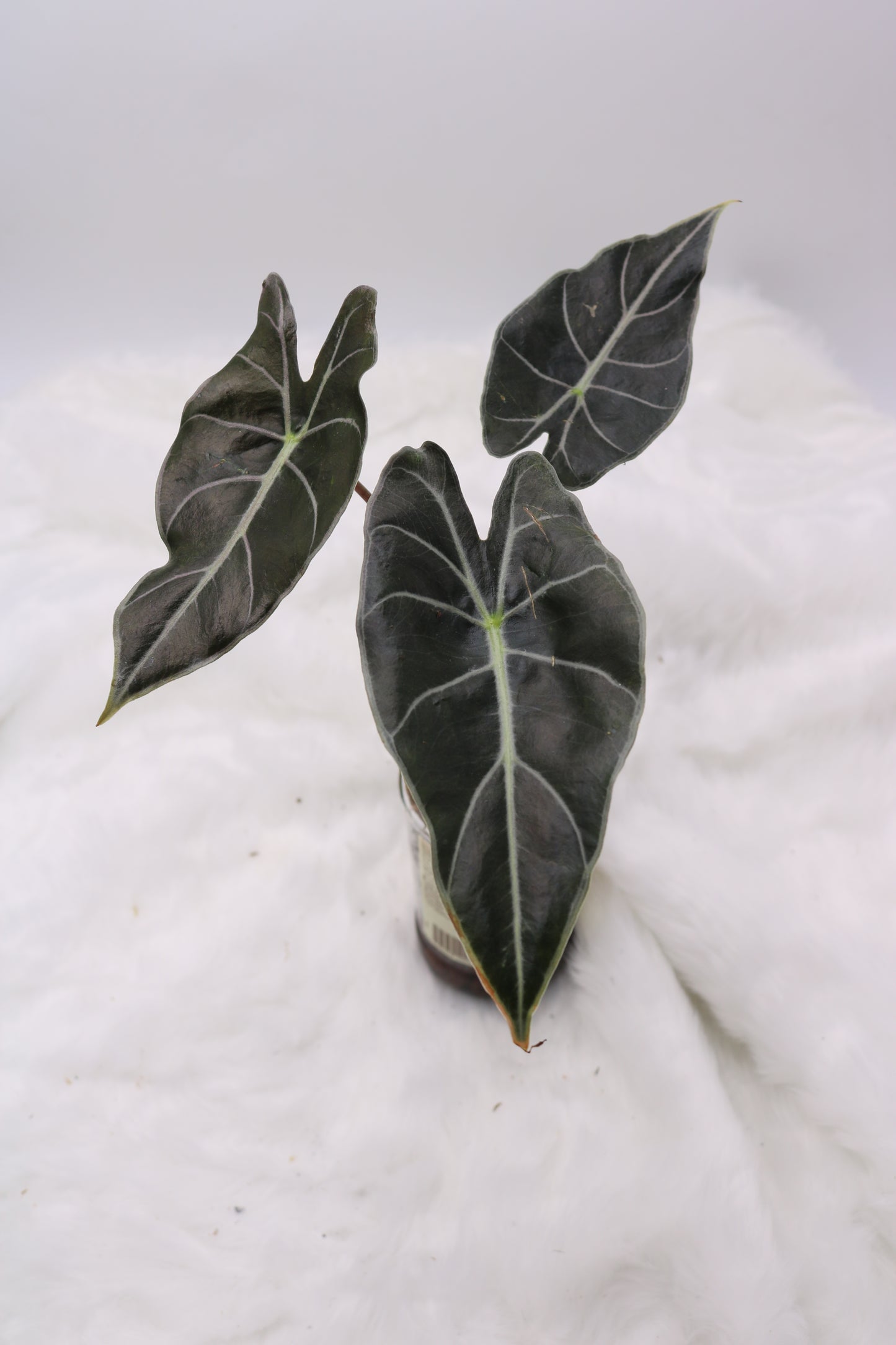 Alocasia Dragons Tooth