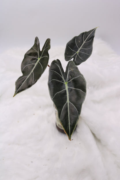 Alocasia Dragons Tooth
