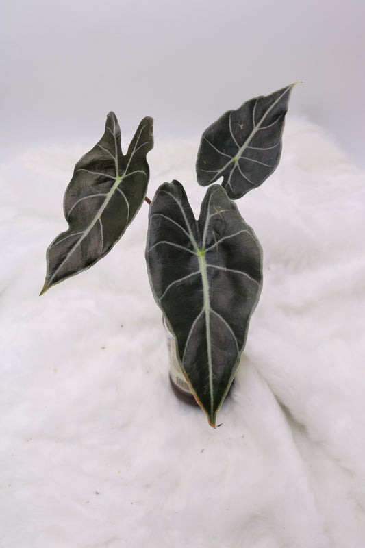 Alocasia Dragons Tooth