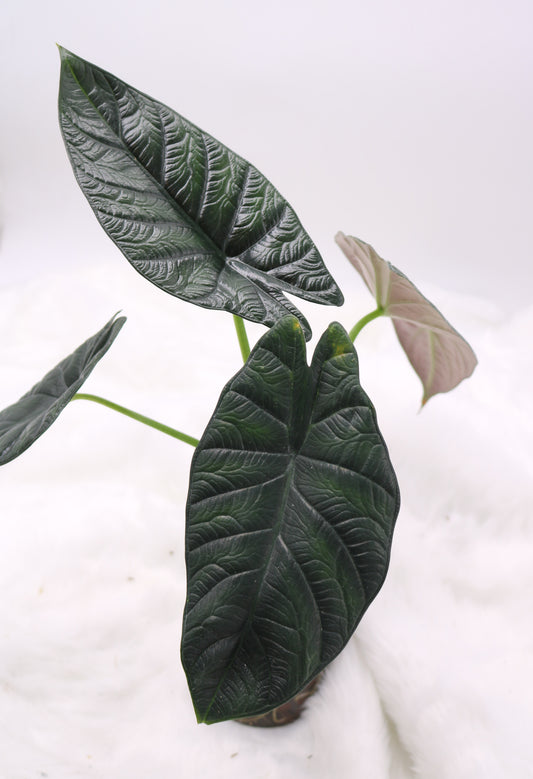 Alocasia Dragon Wings