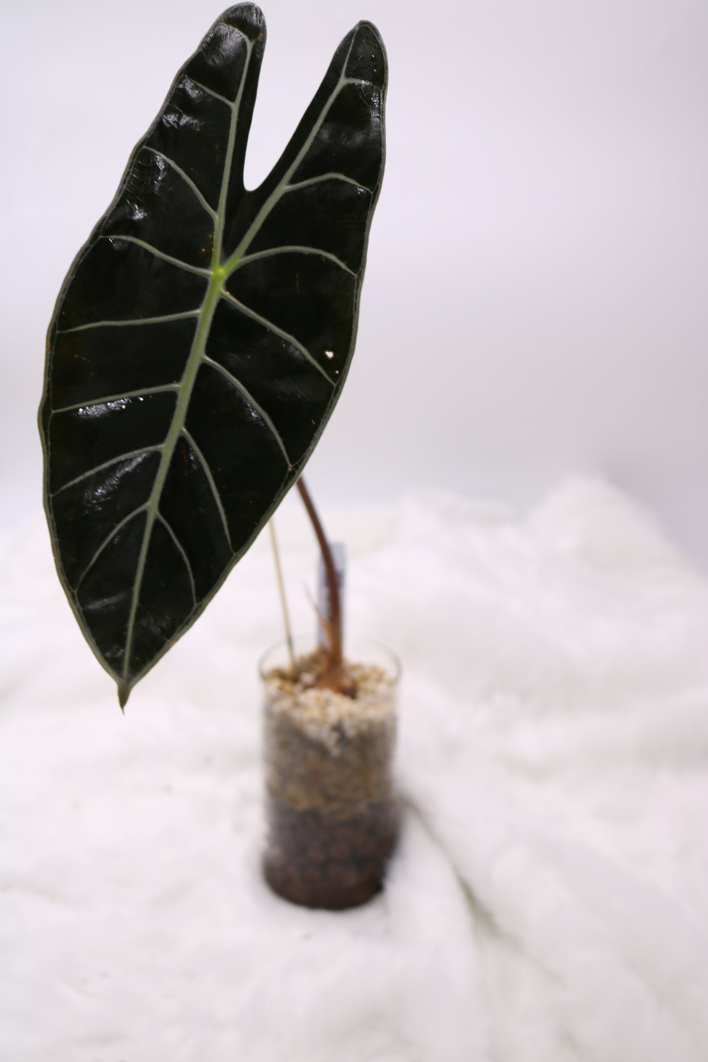 Alocasia Watsoniana Red Vein