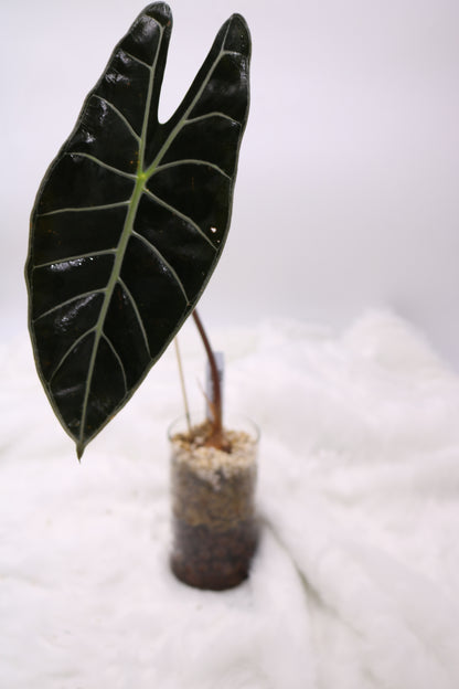 Alocasia Watsoniana Red Vein