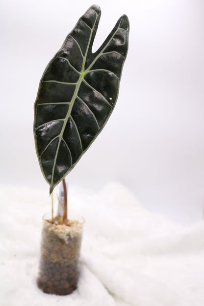 Alocasia Watsoniana Red Vein