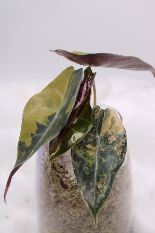 Alocasia Sedenii Variegated Aurea Pink Variegated