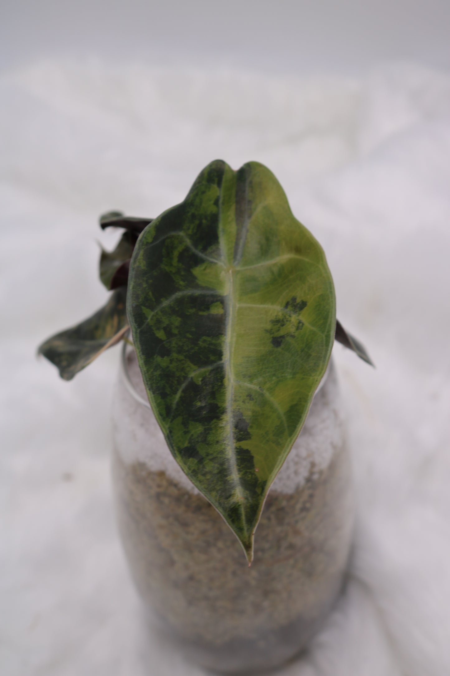 Alocasia Sedenii Variegated Aurea Pink Variegated