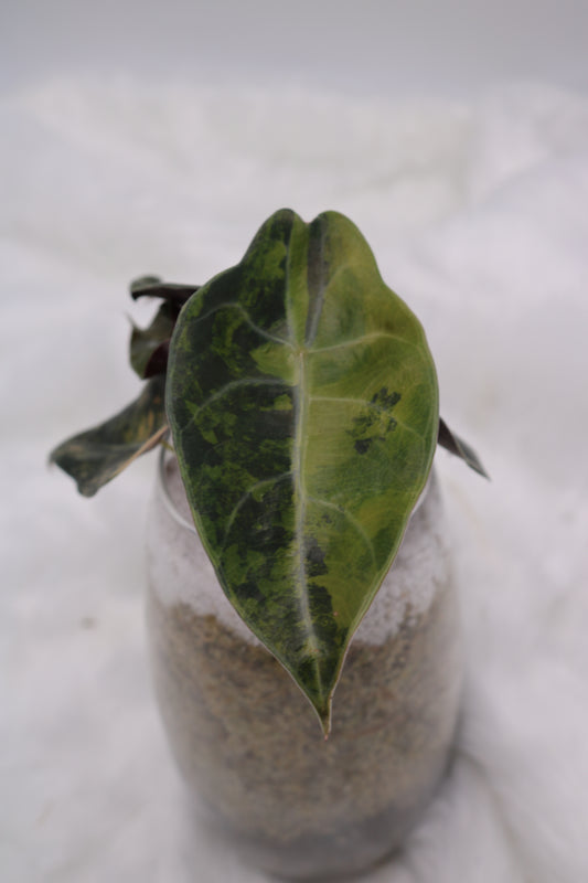 Alocasia Sedenii Variegated Aurea Pink Variegated