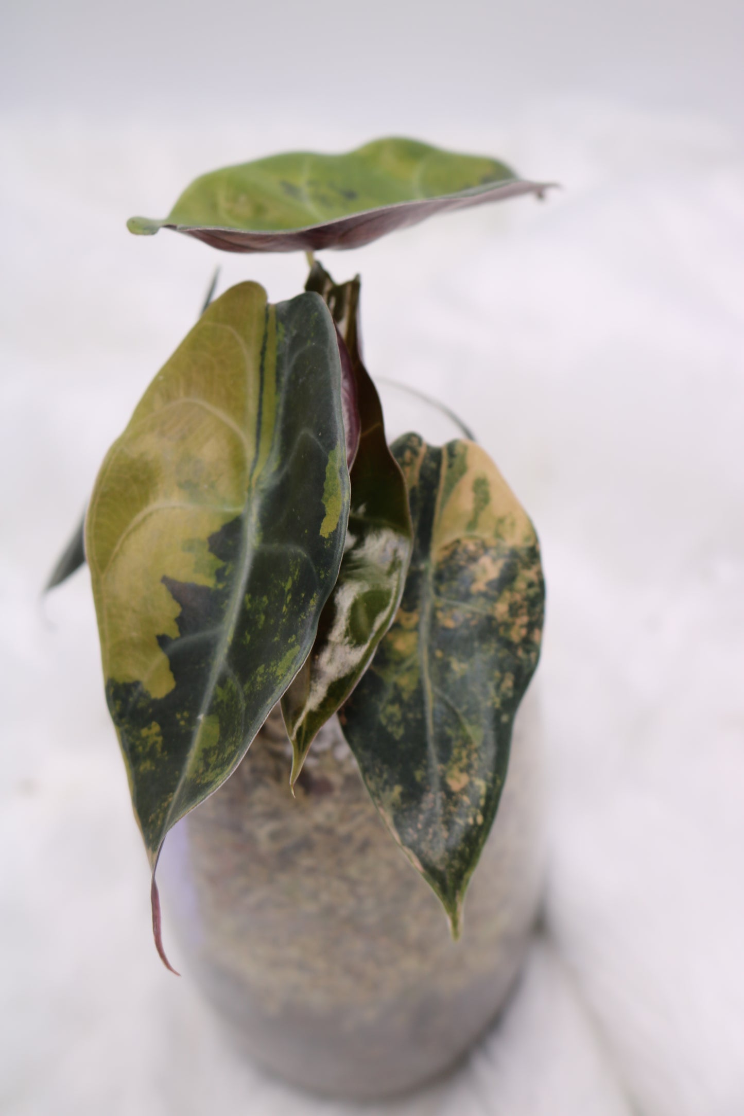 Alocasia Sedenii Variegated Aurea Pink Variegated