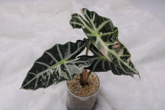 Alocasia Amazonica Thai Pink