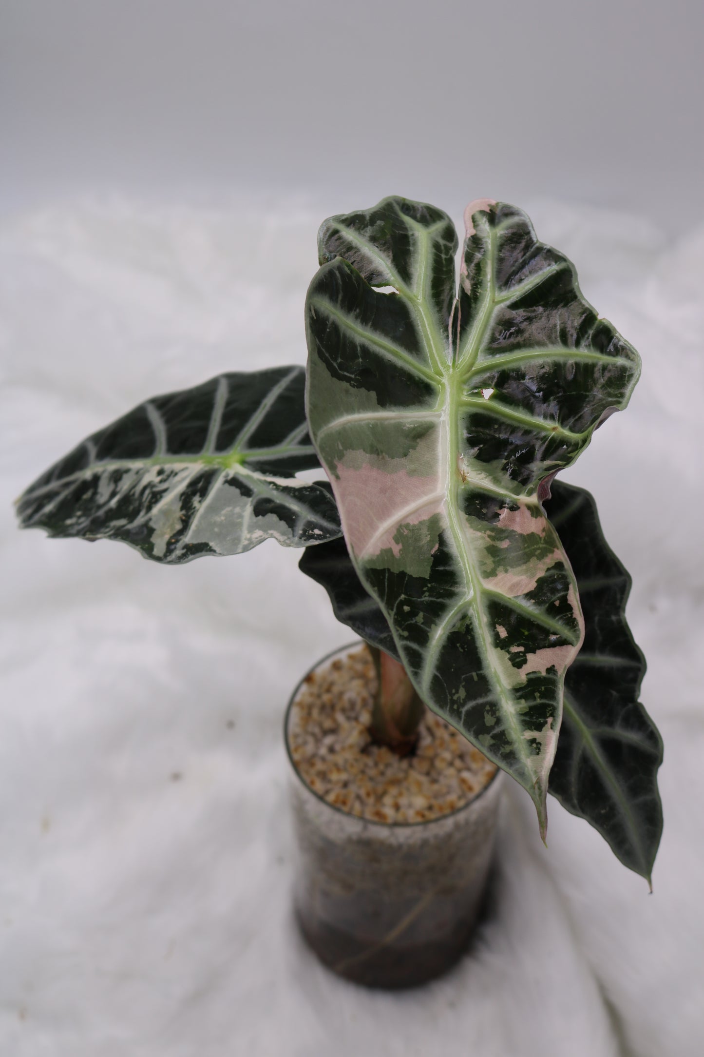 Alocasia Amazonica Thai Pink