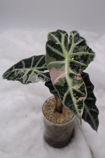 Alocasia Amazonica Thai Pink